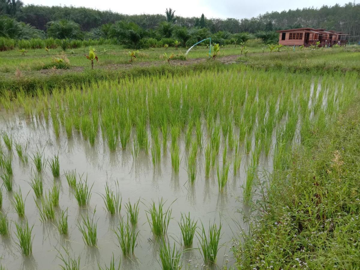 ไร่นาบัวหลวง คาเฟ่ & ฟาร์มสเตย์ Raina Bualuang Cafe & Farm Stay Ban Na No Esterno foto