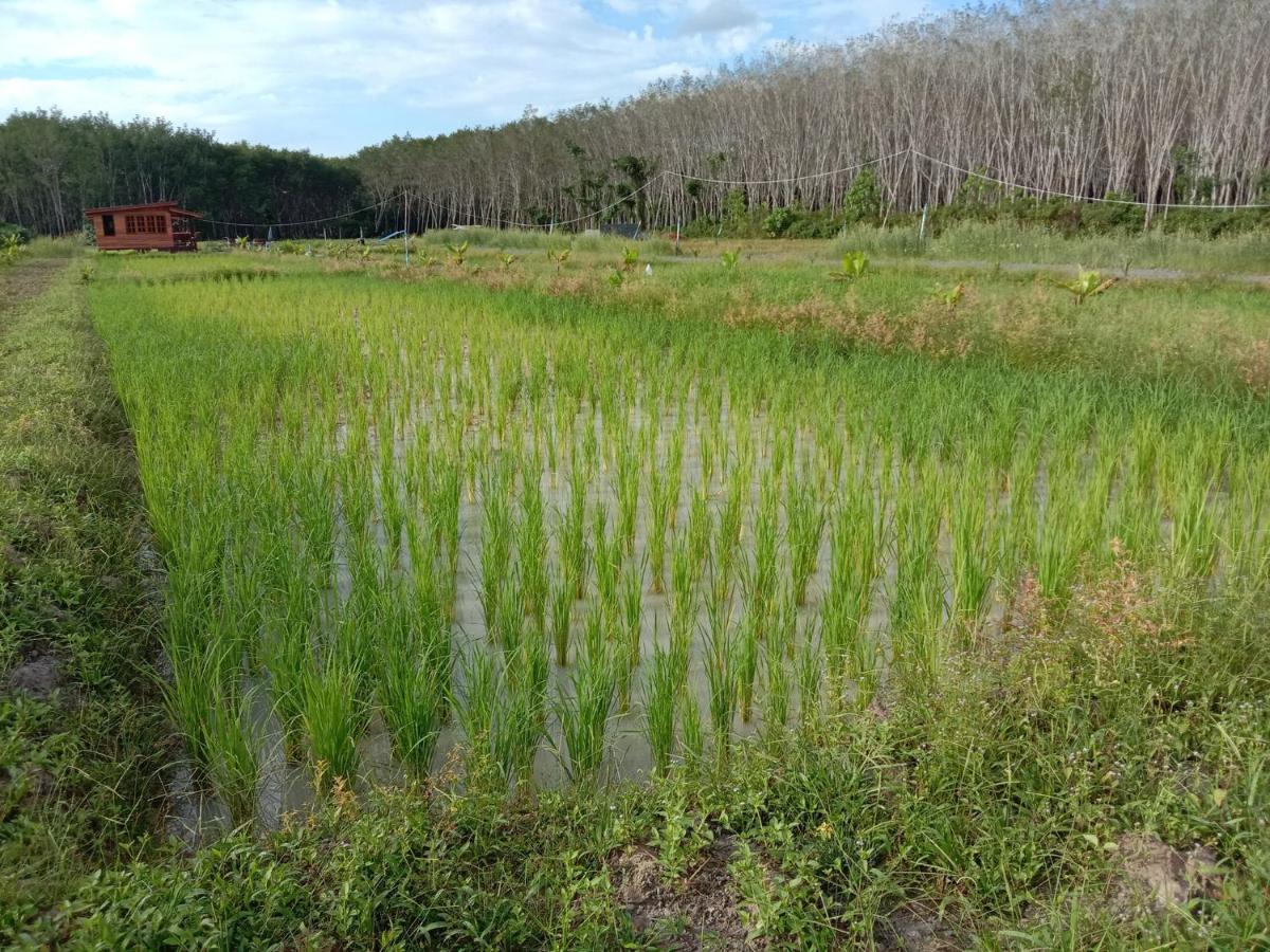 ไร่นาบัวหลวง คาเฟ่ & ฟาร์มสเตย์ Raina Bualuang Cafe & Farm Stay Ban Na No Esterno foto